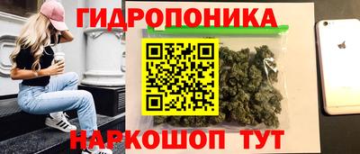прущие крисы Кингисепп