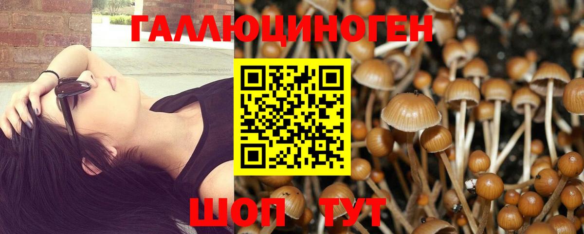 Псилоцибиновые грибы Psilocybe  закладки  Галлюциногенные грибы GOLDEN TEACHER  Кувандык  Вход с VPN 